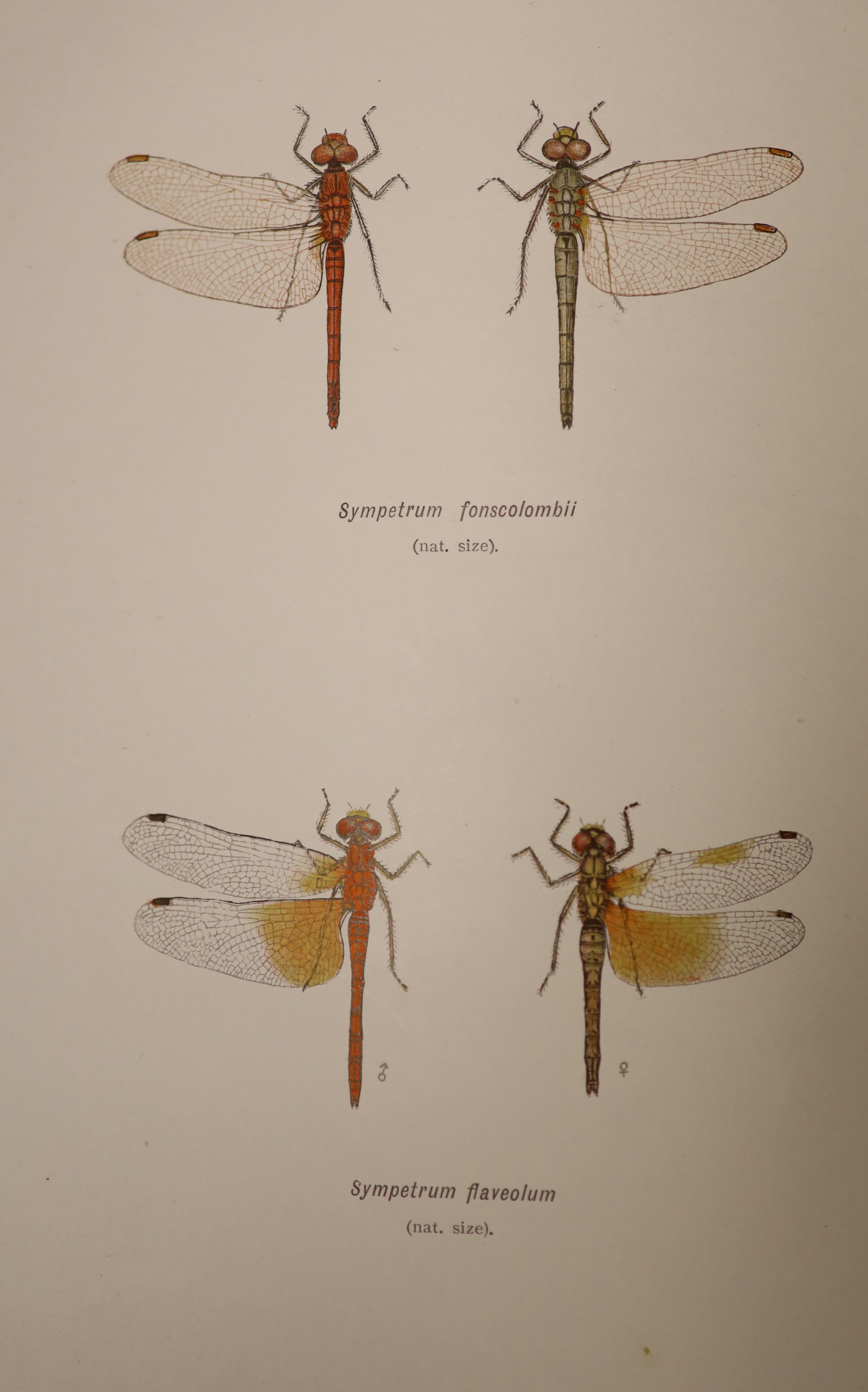 Lucas, William, John - British Dragonflies: (Odonata), 8vo, cloth, L. Upcott Gill, London, 1900 and Tillyard, Robert, John - The Biology of Dragonflies, 8vo, cloth, scuffed, spines bumped, Cambridge University Press, 191